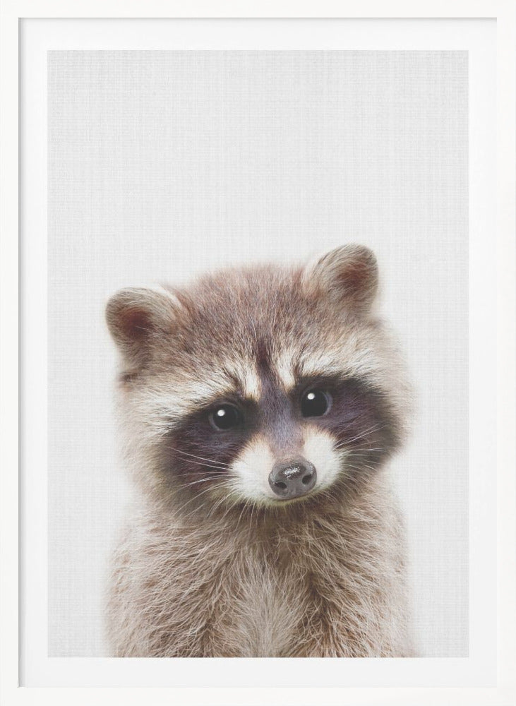 Peekaboo Raccoon - Poster / Art Print