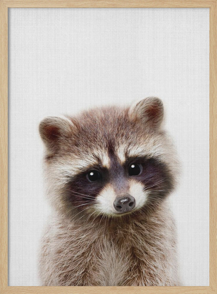 Peekaboo Raccoon - Poster / Art Print