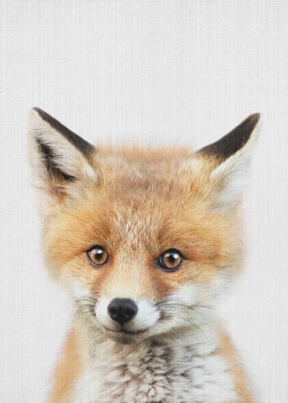 A close-up portrait of a young fox cub looking directly into the camera. The cub has vibrant orange and white fur, large brown eyes, and is set against a simple white textured background, all within a thin black frame. Print
