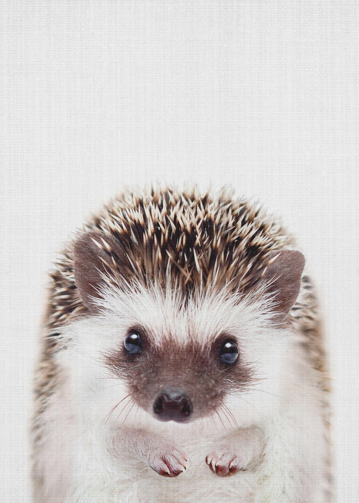 Peekaboo Hedgehog - Poster / Art Print