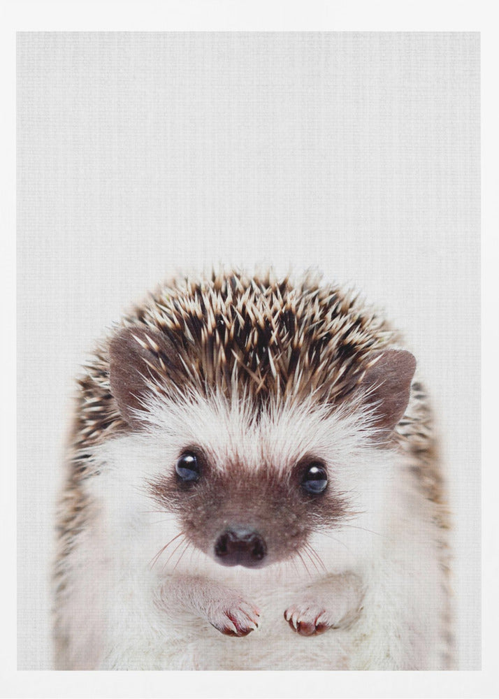 Peekaboo Hedgehog - Poster / Art Print