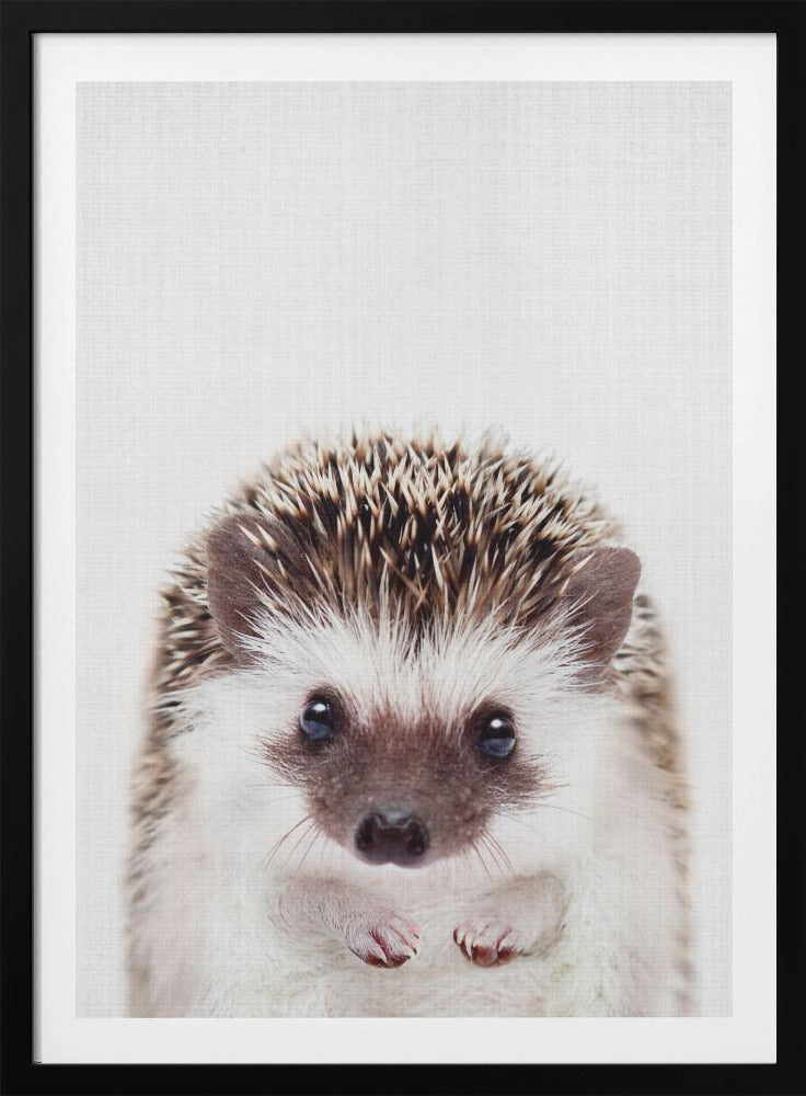 Peekaboo Hedgehog - Poster / Art Print