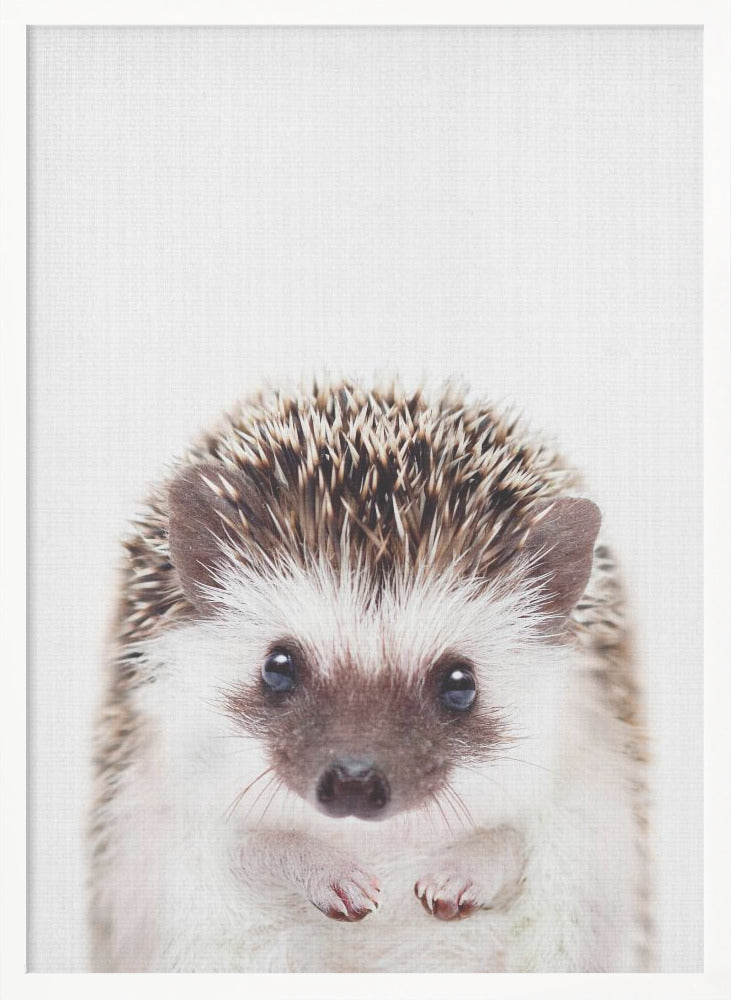 Peekaboo Hedgehog - Poster / Art Print