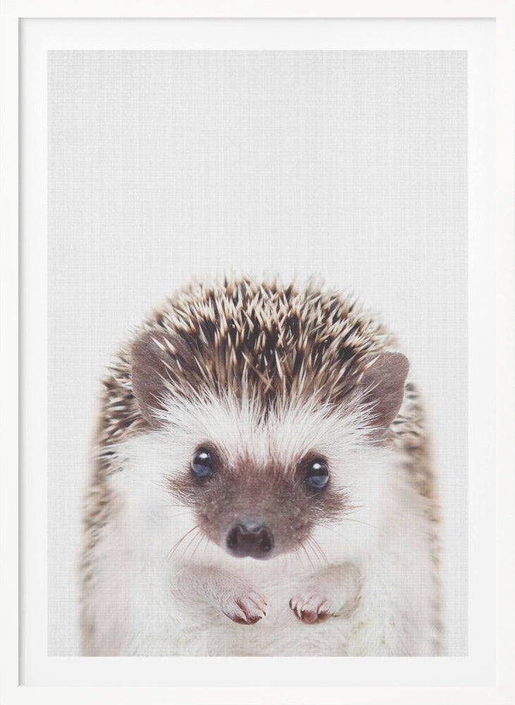 Peekaboo Hedgehog - Poster / Art Print