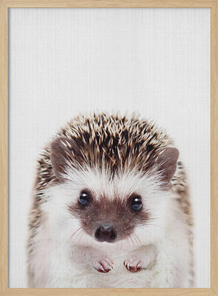 Peekaboo Hedgehog - Poster / Art Print