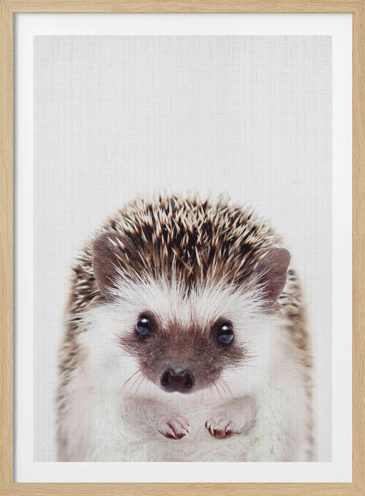 Peekaboo Hedgehog - Poster / Art Print