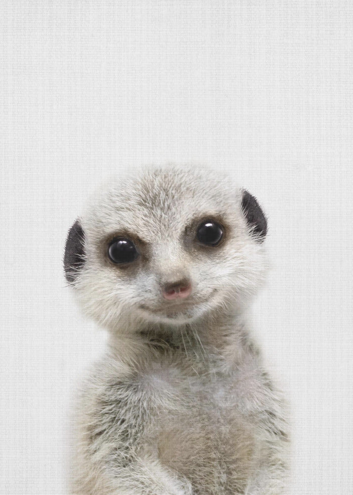 Peekaboo Baby Meerkat - Poster / Art Print