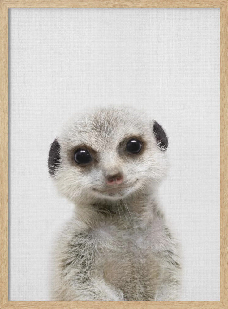 Peekaboo Baby Meerkat - Poster / Art Print