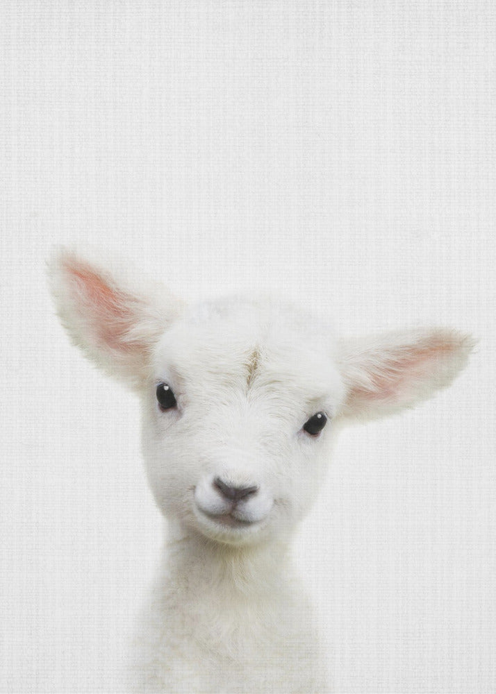 Peekaboo Baby Sheep - Poster / Art Print