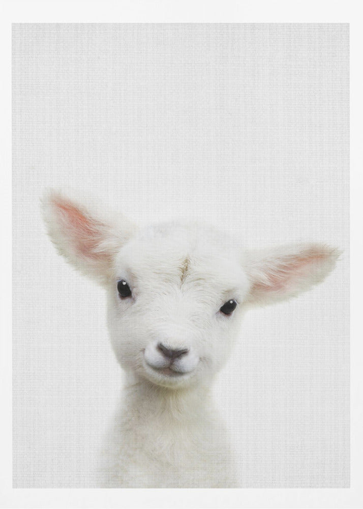 Peekaboo Baby Sheep - Poster / Art Print