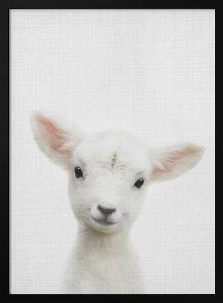 Peekaboo Baby Sheep - Poster / Art Print