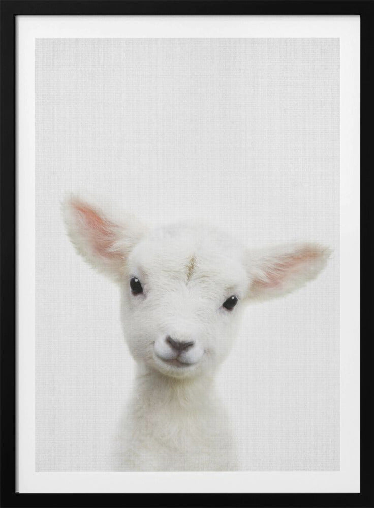 Peekaboo Baby Sheep - Poster / Art Print