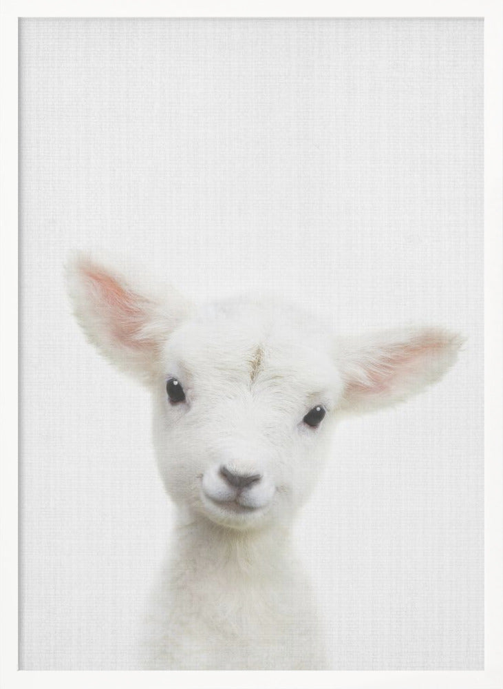 Peekaboo Baby Sheep - Poster / Art Print