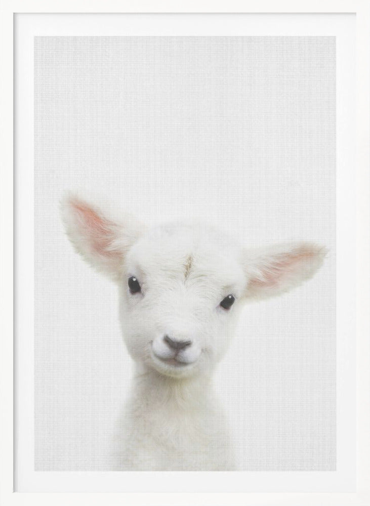 Peekaboo Baby Sheep - Poster / Art Print