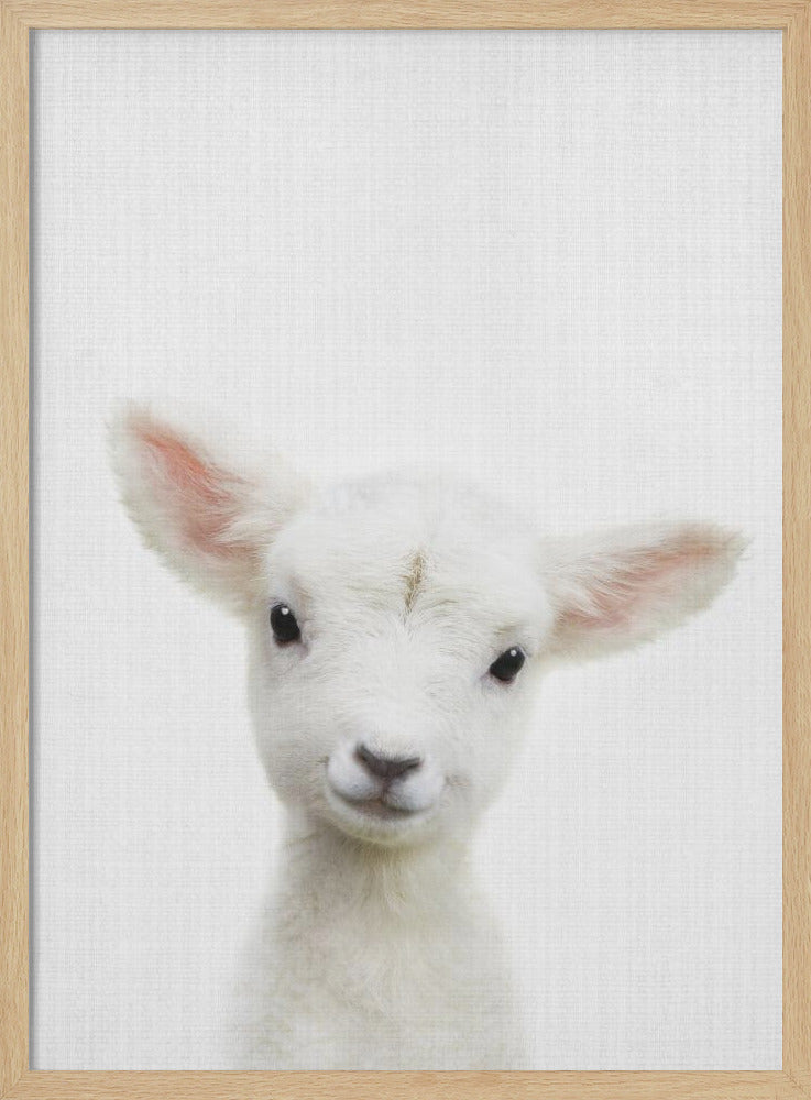 Peekaboo Baby Sheep - Poster / Art Print