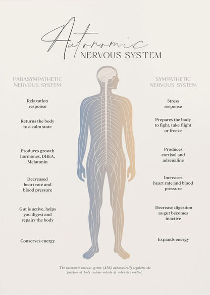 An educational infographic poster explaining the Autonomic Nervous System, divided into the Parasympathetic (relaxation) and Sympathetic (stress) systems. A central illustration of a human figure shows the nervous system, with the left side detailing the effects of the parasympathetic system and the right side detailing the effects of the sympathetic system. The poster has a minimalist design on a beige background within a black frame. Artwork