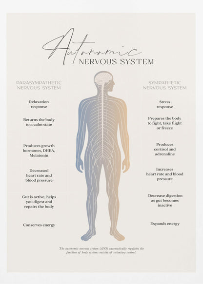 An educational infographic poster explaining the Autonomic Nervous System, divided into the Parasympathetic (relaxation) and Sympathetic (stress) systems. A central illustration of a human figure shows the nervous system, with the left side detailing the effects of the parasympathetic system and the right side detailing the effects of the sympathetic system. The poster has a minimalist design on a beige background within a black frame. Artwork