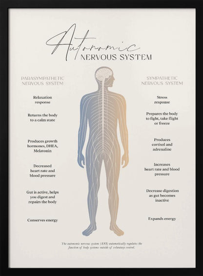 An educational infographic poster explaining the Autonomic Nervous System, divided into the Parasympathetic (relaxation) and Sympathetic (stress) systems. A central illustration of a human figure shows the nervous system, with the left side detailing the effects of the parasympathetic system and the right side detailing the effects of the sympathetic system. The poster has a minimalist design on a beige background within a black frame. Artwork