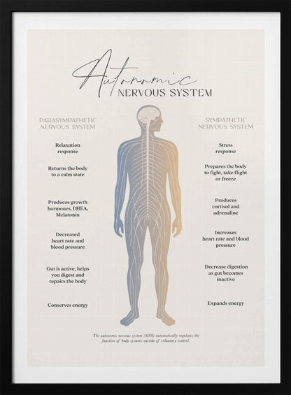 An educational infographic poster explaining the Autonomic Nervous System, divided into the Parasympathetic (relaxation) and Sympathetic (stress) systems. A central illustration of a human figure shows the nervous system, with the left side detailing the effects of the parasympathetic system and the right side detailing the effects of the sympathetic system. The poster has a minimalist design on a beige background within a black frame. Artwork