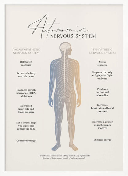 An educational infographic poster explaining the Autonomic Nervous System, divided into the Parasympathetic (relaxation) and Sympathetic (stress) systems. A central illustration of a human figure shows the nervous system, with the left side detailing the effects of the parasympathetic system and the right side detailing the effects of the sympathetic system. The poster has a minimalist design on a beige background within a black frame. Artwork