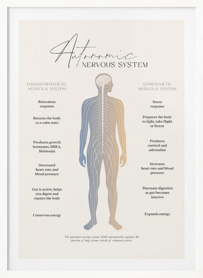 An educational infographic poster explaining the Autonomic Nervous System, divided into the Parasympathetic (relaxation) and Sympathetic (stress) systems. A central illustration of a human figure shows the nervous system, with the left side detailing the effects of the parasympathetic system and the right side detailing the effects of the sympathetic system. The poster has a minimalist design on a beige background within a black frame. Artwork