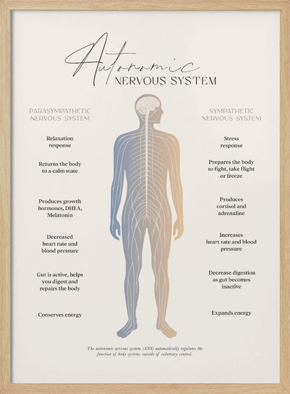An educational infographic poster explaining the Autonomic Nervous System, divided into the Parasympathetic (relaxation) and Sympathetic (stress) systems. A central illustration of a human figure shows the nervous system, with the left side detailing the effects of the parasympathetic system and the right side detailing the effects of the sympathetic system. The poster has a minimalist design on a beige background within a black frame. Artwork