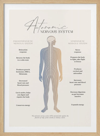 An educational infographic poster explaining the Autonomic Nervous System, divided into the Parasympathetic (relaxation) and Sympathetic (stress) systems. A central illustration of a human figure shows the nervous system, with the left side detailing the effects of the parasympathetic system and the right side detailing the effects of the sympathetic system. The poster has a minimalist design on a beige background within a black frame. Artwork