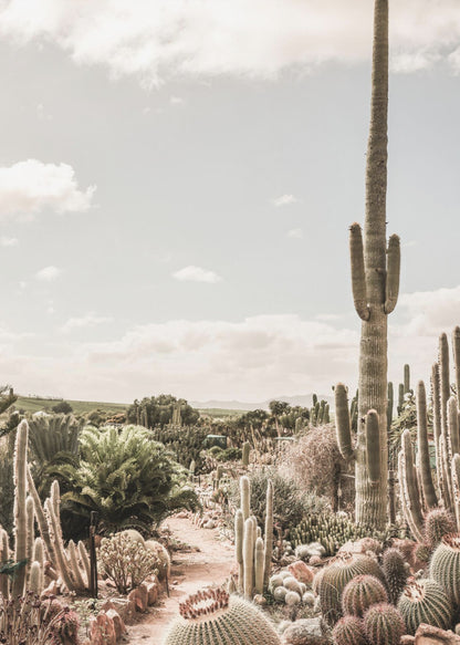 A vertical photograph of a dense cactus garden under a pale, partly cloudy sky. A tall saguaro cactus dominates the right side of the frame, while a dirt path winds through various species of cacti, including barrel cacti in the foreground. The image has a soft, muted, and slightly vintage color palette. Decor