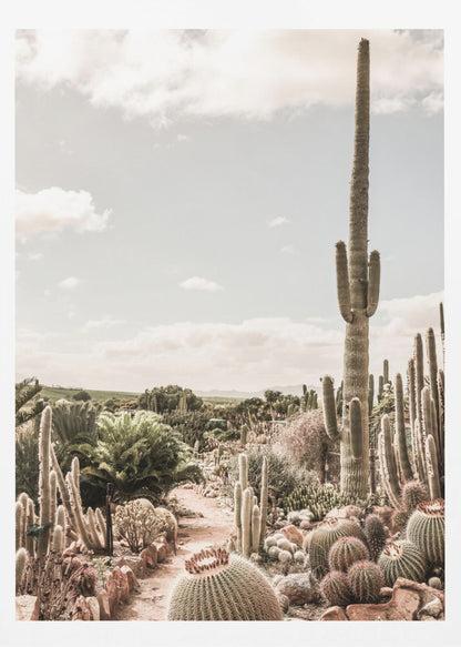 A vertical photograph of a dense cactus garden under a pale, partly cloudy sky. A tall saguaro cactus dominates the right side of the frame, while a dirt path winds through various species of cacti, including barrel cacti in the foreground. The image has a soft, muted, and slightly vintage color palette. Decor