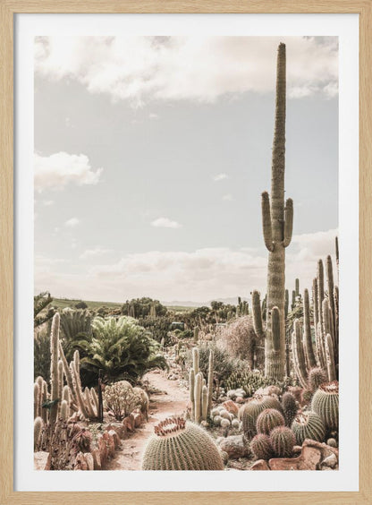 A vertical photograph of a dense cactus garden under a pale, partly cloudy sky. A tall saguaro cactus dominates the right side of the frame, while a dirt path winds through various species of cacti, including barrel cacti in the foreground. The image has a soft, muted, and slightly vintage color palette. Decor
