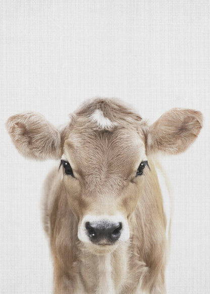 A close-up portrait of a light brown baby cow looking directly at the camera against a stark white background, enclosed in a simple black frame. Artwork