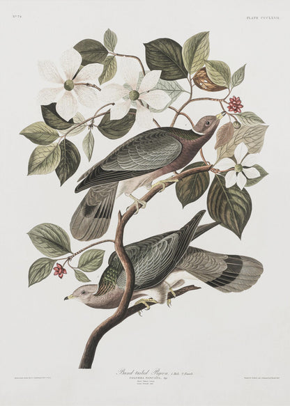 A vintage ornithological illustration of two Band-tailed Pigeons perched on the branch of a flowering dogwood tree. The detailed artwork showcases the birds' grey and brown plumage amidst white blossoms and green leaves against a neutral off-white background. Poster