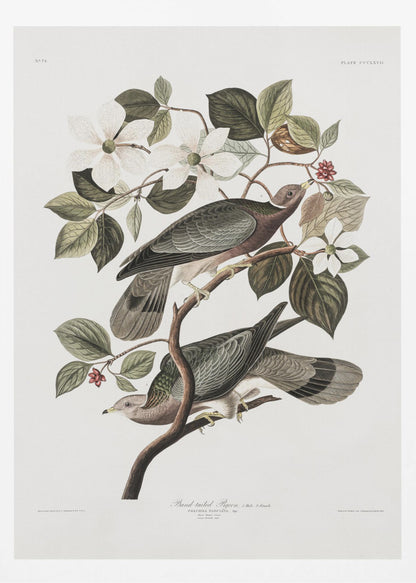 A vintage ornithological illustration of two Band-tailed Pigeons perched on the branch of a flowering dogwood tree. The detailed artwork showcases the birds' grey and brown plumage amidst white blossoms and green leaves against a neutral off-white background. Poster