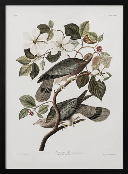 A vintage ornithological illustration of two Band-tailed Pigeons perched on the branch of a flowering dogwood tree. The detailed artwork showcases the birds' grey and brown plumage amidst white blossoms and green leaves against a neutral off-white background. Poster