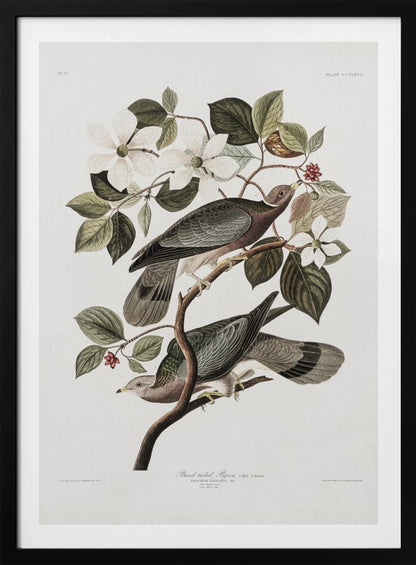 A vintage ornithological illustration of two Band-tailed Pigeons perched on the branch of a flowering dogwood tree. The detailed artwork showcases the birds' grey and brown plumage amidst white blossoms and green leaves against a neutral off-white background. Poster