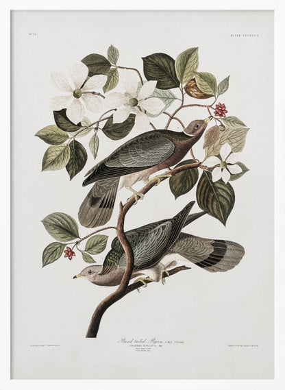 A vintage ornithological illustration of two Band-tailed Pigeons perched on the branch of a flowering dogwood tree. The detailed artwork showcases the birds' grey and brown plumage amidst white blossoms and green leaves against a neutral off-white background. Poster