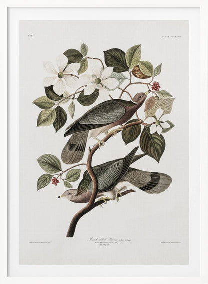 A vintage ornithological illustration of two Band-tailed Pigeons perched on the branch of a flowering dogwood tree. The detailed artwork showcases the birds' grey and brown plumage amidst white blossoms and green leaves against a neutral off-white background. Poster
