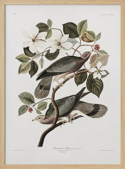 A vintage ornithological illustration of two Band-tailed Pigeons perched on the branch of a flowering dogwood tree. The detailed artwork showcases the birds' grey and brown plumage amidst white blossoms and green leaves against a neutral off-white background. Poster