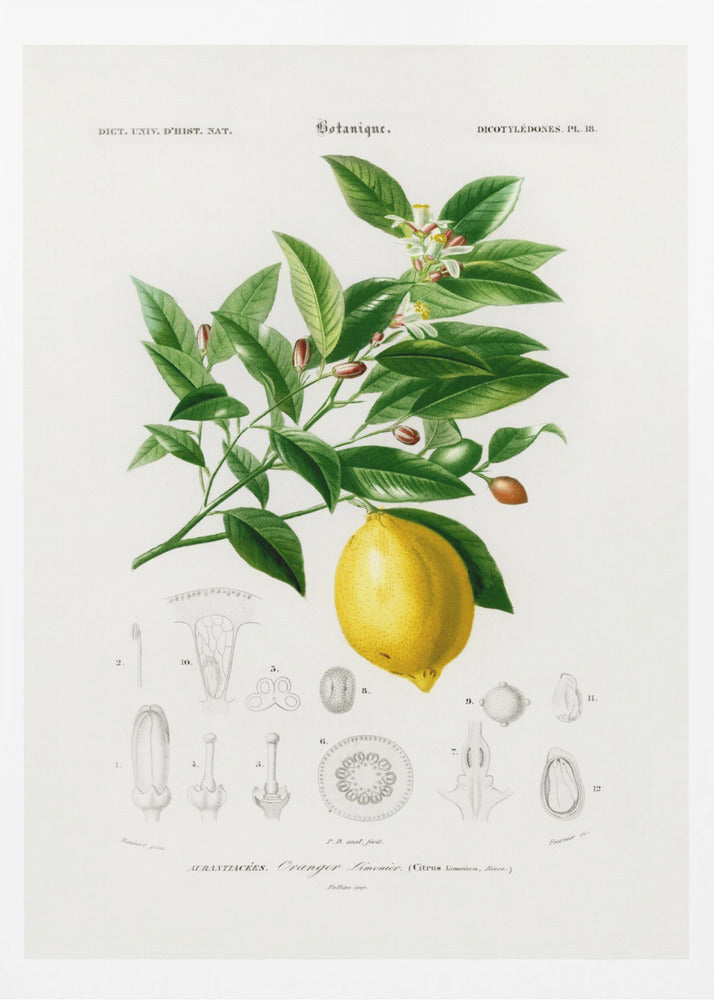 Lemon (citrus Limonium) - Poster / Art Print