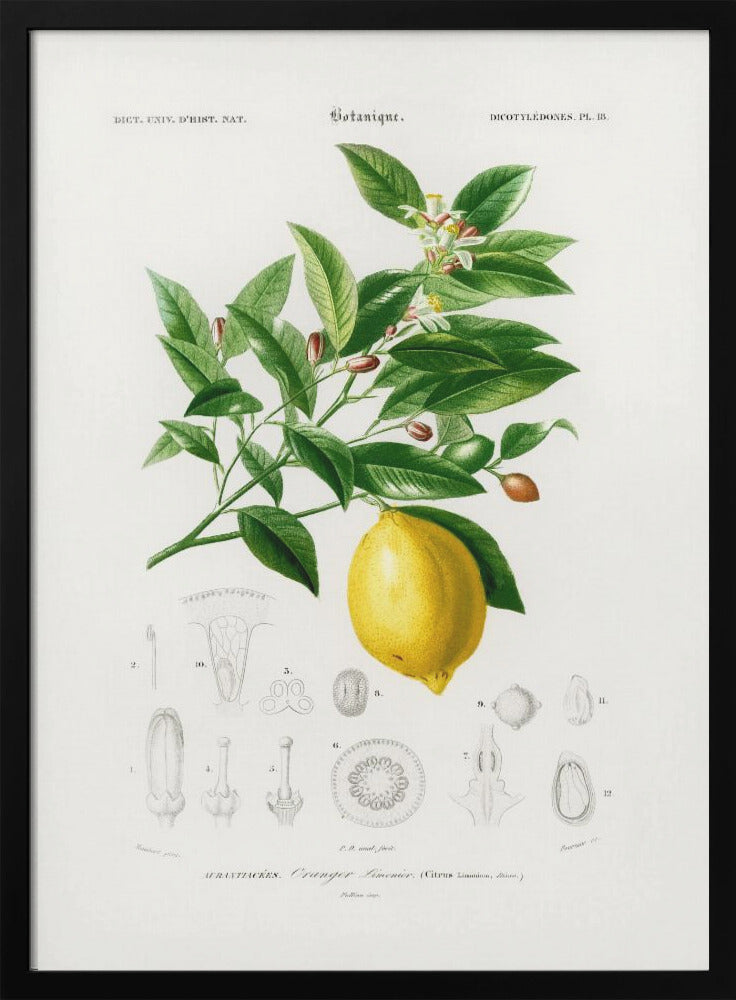 Lemon (citrus Limonium) - Poster / Art Print