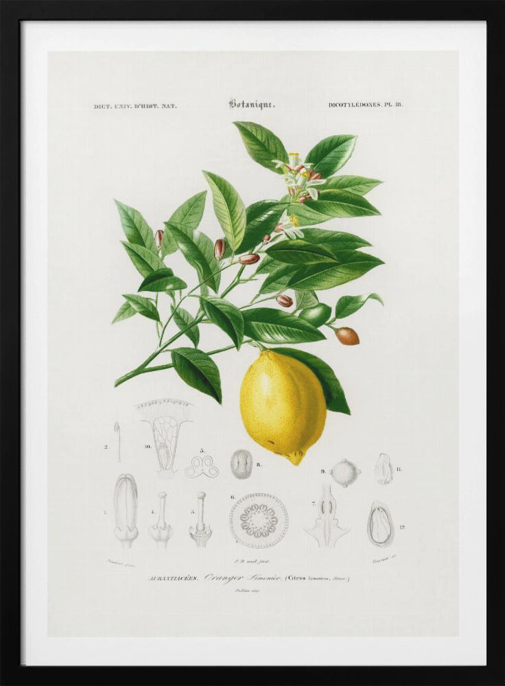 Lemon (citrus Limonium) - Poster / Art Print