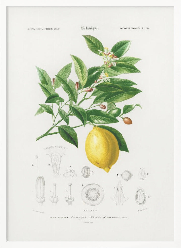 Lemon (citrus Limonium) - Poster / Art Print