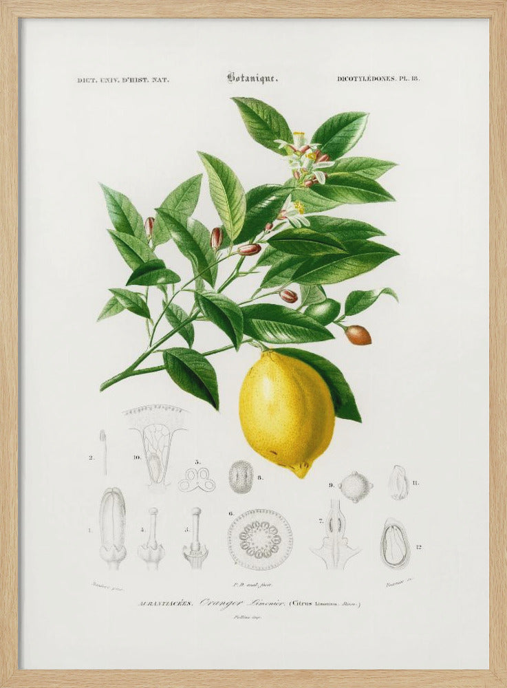 Lemon (citrus Limonium) - Poster / Art Print