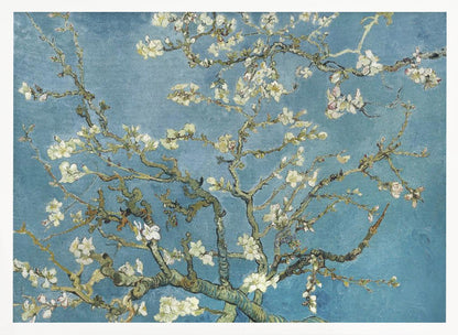 A framed print of Vincent van Gogh's painting 'Almond Blossom,' featuring delicate white blossoms on gnarled branches set against a vibrant turquoise-blue sky. Poster