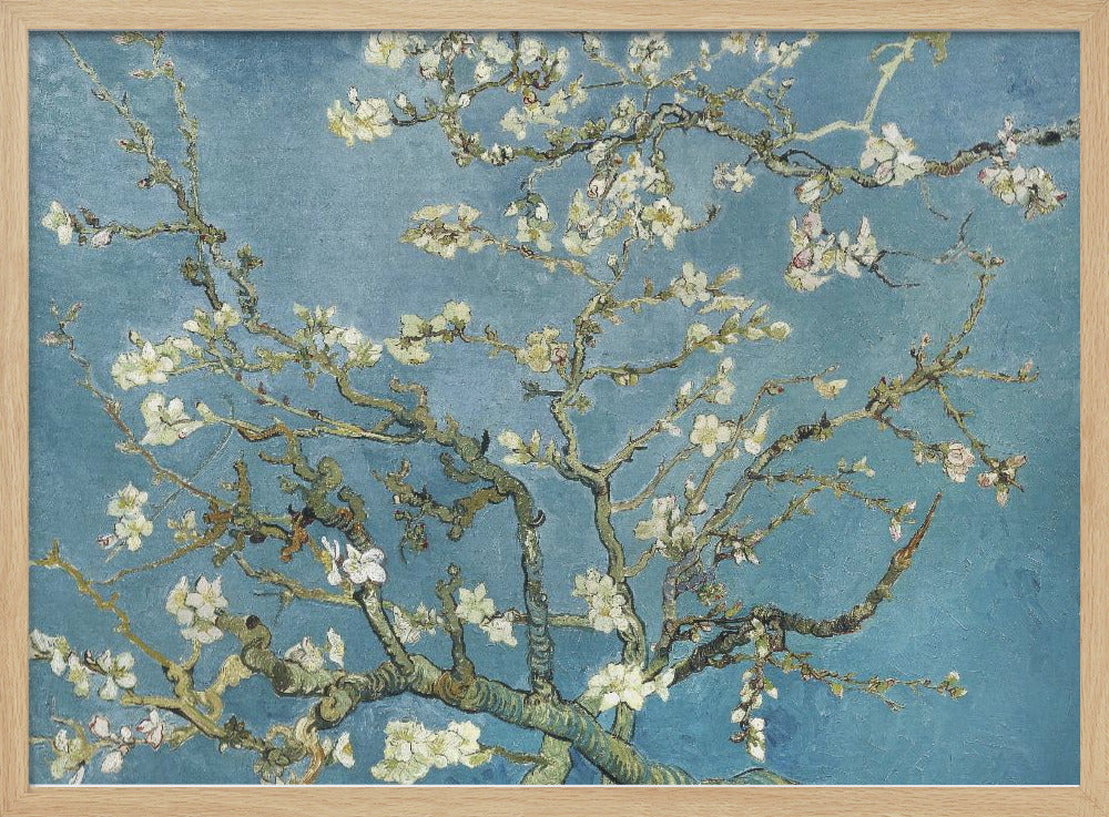 A framed print of Vincent van Gogh's painting 'Almond Blossom,' featuring delicate white blossoms on gnarled branches set against a vibrant turquoise-blue sky. Poster
