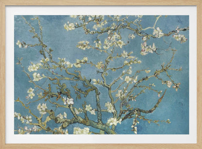 A framed print of Vincent van Gogh's painting 'Almond Blossom,' featuring delicate white blossoms on gnarled branches set against a vibrant turquoise-blue sky. Poster