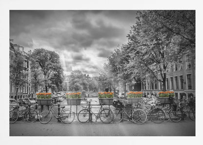 A selective color, black and white photograph of a classic Amsterdam canal scene, enclosed in a silver frame. The foreground shows a bridge lined with numerous bicycles and planters filled with vibrant orange tulips, which are the only colored elements. The background features canal houses, trees, and another bridge under a dramatic, cloudy sky with sunbeams. Print