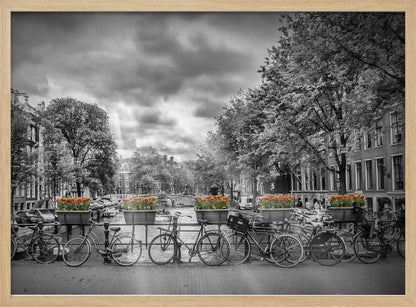 A selective color, black and white photograph of a classic Amsterdam canal scene, enclosed in a silver frame. The foreground shows a bridge lined with numerous bicycles and planters filled with vibrant orange tulips, which are the only colored elements. The background features canal houses, trees, and another bridge under a dramatic, cloudy sky with sunbeams. Print