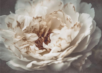 A soft-focus, close-up photograph of a large white peony with browning edges on its delicate, ruffled petals, set against a dark, moody background and presented in a silver frame. Print