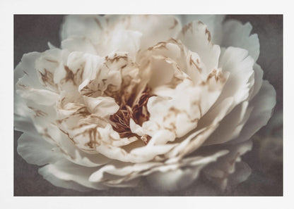 A soft-focus, close-up photograph of a large white peony with browning edges on its delicate, ruffled petals, set against a dark, moody background and presented in a silver frame. Print